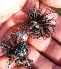 Leucospermum winteri