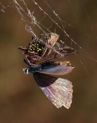 Gasteracantha sanguinolenta