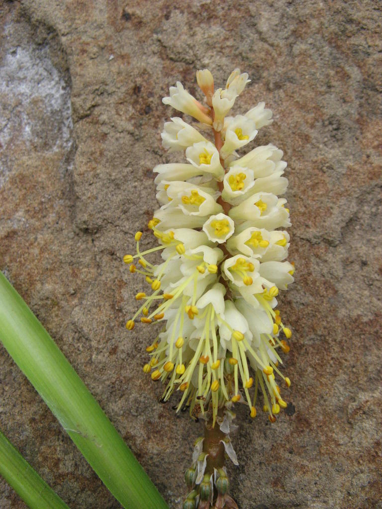 Red hot poker