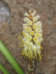 Kniphofia acraea