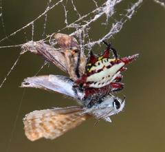 Gasteracantha sanguinolenta