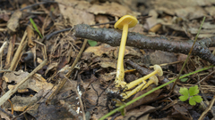 Entoloma unicolor
