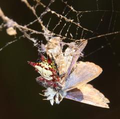 Gasteracantha sanguinolenta