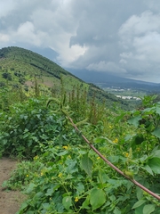 Amaranthus