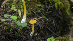 Entoloma unicolor