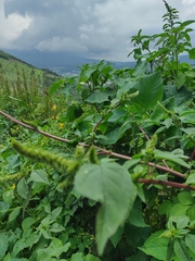 Amaranthus