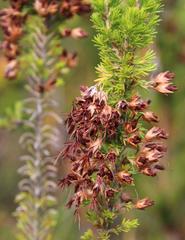 Erica intermedia