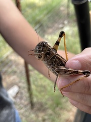Hippiscus ocelote