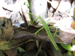 Hemipachymorphini