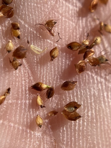 Image of Rhynchospora elliottii by (c) Matt Berger, some rights reserved (CC BY)