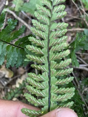 Asplenium sellowianum