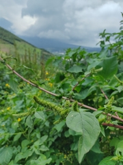 Amaranthus