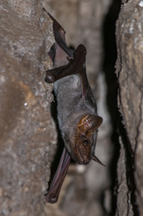 Taphozous nudiventris