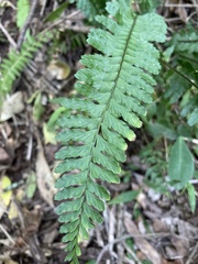Asplenium sellowianum