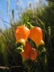 Erica blenna grandiflora
