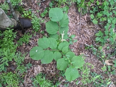 Styrax grandifolius