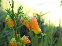 Erica blenna grandiflora