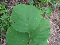 Styrax grandifolius