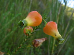 Erica blenna grandiflora