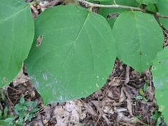 Styrax grandifolius