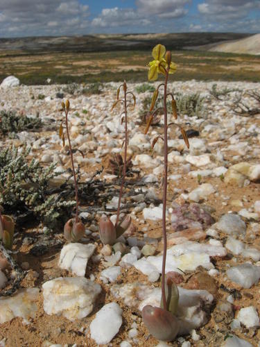 Finger Kopieva (Bulbine dactylopsoides)