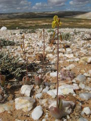 Bulbine dactylopsoides
