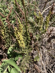 Anemia tomentosa