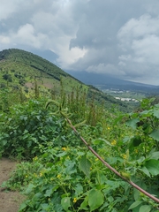 Amaranthus