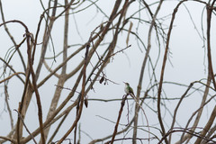 Chrysuronia leucogaster