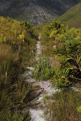 Thamnochortus cinereus