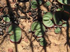 Eriospermum descendens