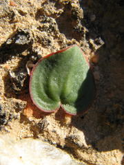 Eriospermum descendens