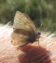 Anthene livida livida