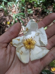 Gordonia lasianthus
