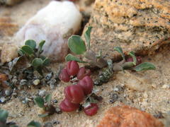 Euphorbia celata