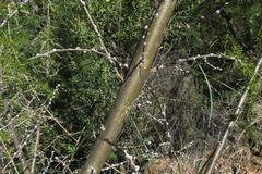 Aspalathus teres teres