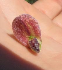 Aspalathus teres teres