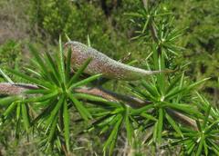 Aspalathus teres teres