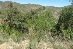 Aspalathus teres teres