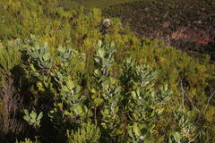Leucospermum winteri