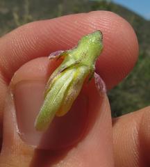 Aspalathus teres teres