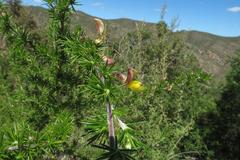 Aspalathus teres teres