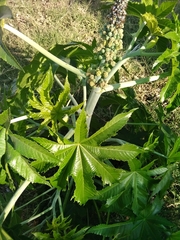Ricinus communis