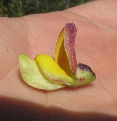 Aspalathus teres teres