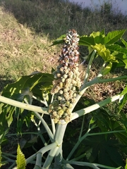 Ricinus communis