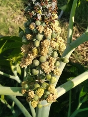 Ricinus communis