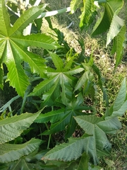 Ricinus communis
