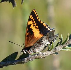 Charaxes pelias
