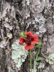 Potentilla thurberi