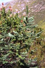 Cliffortia reniformis